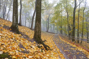 colorful autumn city park in the early fog