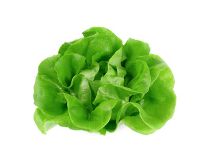 green butter lettuce with water drop isolated on white background