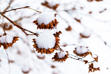 Dry brown bush branches with seeds in the snow close-up. Natural plant winter background, abstract, neutral colors, minimalistic