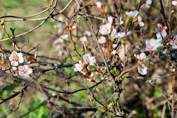 Flowering of the apricot tree in early spring in the orchard in the garden. Thin twigs with swollen buds and buds. Blooms of nature with a fragrant smell of freshness and tenderness.