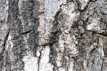 The picture shows a close-up of bark of the tree structure