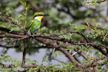 Bee-eater