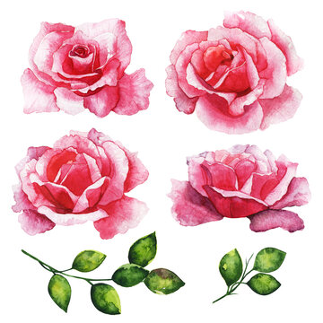 set red rose, beautiful flower on an isolated white background, watercolor illustration, botanical painting