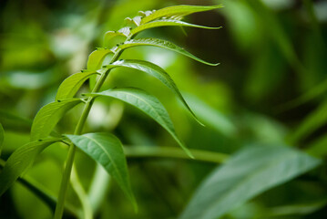 Close up of new green fresh leaves on plant in forest green background nature