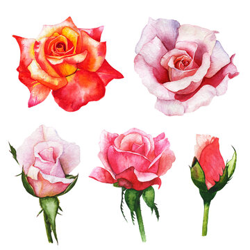 set red rose, beautiful flower on an isolated white background, watercolor illustration, botanical painting