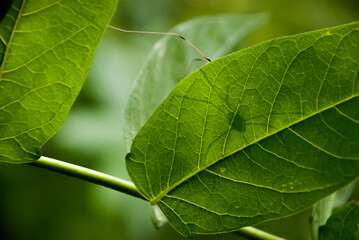 Shadow of Daddy longlegs common spider crawling on bright green leaf silhouetted by sunlight