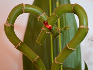 red and green bamboo