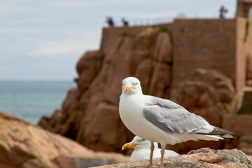 seagull on the rock