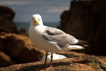 seagull on the rock