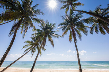 Fototapeta na wymiar Coconut tree standing on beach under clear sky at Tropicana country