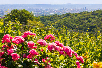 Blick von den Weinbergen in Merbitz nach Dresden  © Daniel Bahrmann