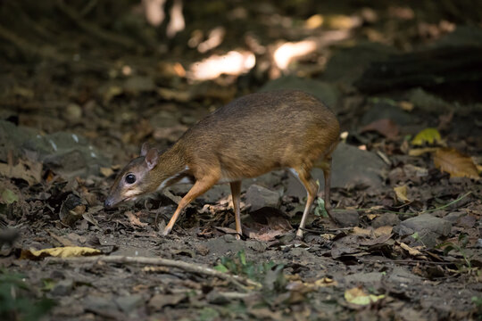 close up of mouse deer in forest