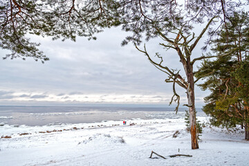 View of the winter Baltic Sea through the branches of trees