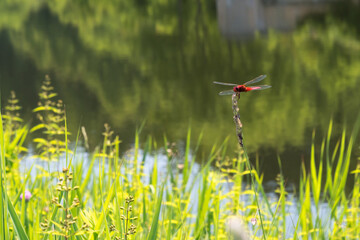 水辺で休憩する赤とんぼ © tkyszk