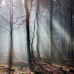 dry beech leaves against beautiful foggy winter forest in holland near utrecht
