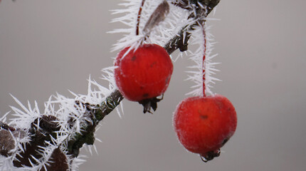 Fototapeta na wymiar Winterzeit mit Eiskristallen an roter Frucht