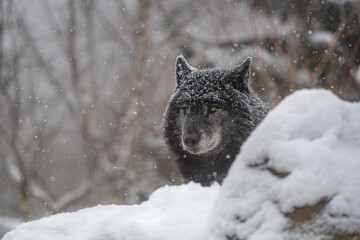 冬の動物園のオオカミ  北海道旭川市