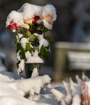 freigestellter, verschneiter Rosentrauch auf dem Friedhof im Winter