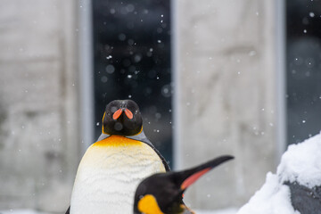 冬の動物園のペンギン / 北海道旭川市