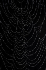 macro photography of cobweb covered in water drops on black background