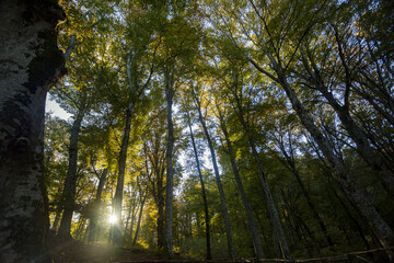 Beech Tree Soriano in The Cimino in Viterbo. The woods in autumn. Colors and a beautiful landscape
