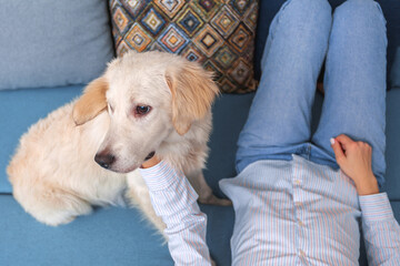 A girl with her dog, a Golden Retriever breed, lies on the couch.