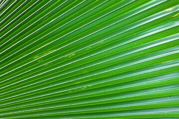 Fototapeta premium palm leaf texture