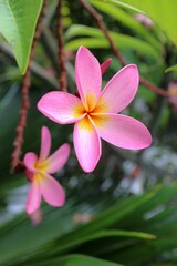 pink frangipani flower