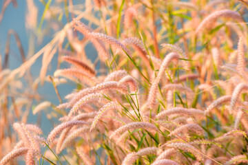 grass in the wind