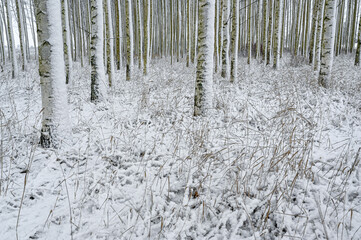 forest of planted birch trees in Sweden