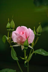 Pink Rose Flowers and Unopened Buds.