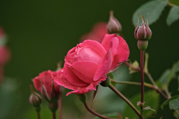 Rose Colored Rose Flowers