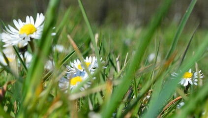 daisies in the grass