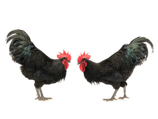 two black roosters look at each other isolated on white background