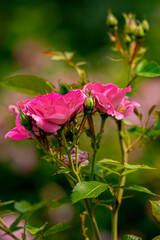 Pink Rose Flowers