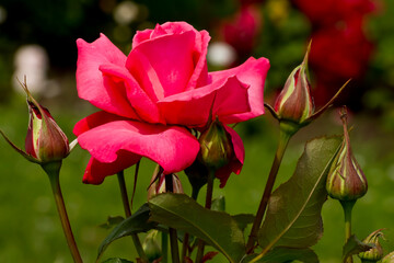 Magenta Rose Flowers