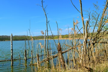 lake  and tree