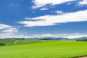 初夏の美瑛の風景  青い空と美しい畑