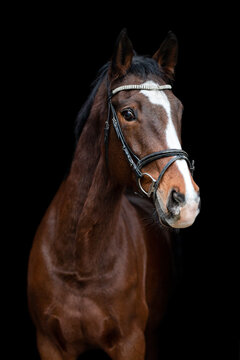 Beautiful chestnut brown horse mare stallion isolated on black background. Elegant portrait of a beautiful animal.