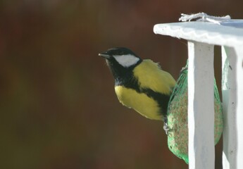 bird on a fence