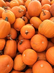 Pattern of Multiple Large Pumpkins