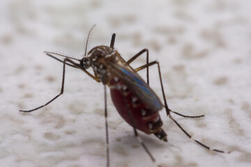 Mosquitoes are natural blood-sucking insects that inflict pain on human health, and biologically they carry malaria, dengue and Zika fever.