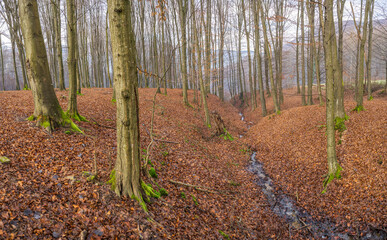 Slender tree trunks on leafy slopes in the mountains. Carpathians, Ukraine