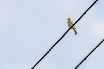bird on a branch