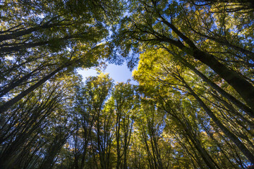 Beech Tree Soriano in The Cimino in Viterbo. The woods in autumn. Colors and a beautiful landscape