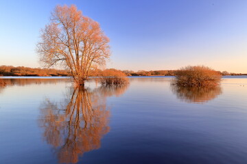 Paysage symétrique haut et bas par réflexion sur l'eau d'un lac en hiver, effet miroir. Arbres et buissons avec couleurs chaudes de la fin d'après-midi. Lac de Grand-Lieu près de Nantes