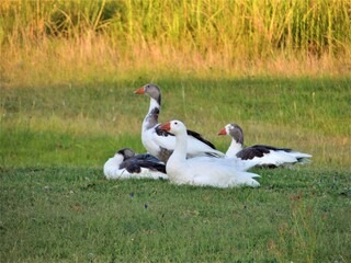 Familia de gansos descansando  en la pradera.