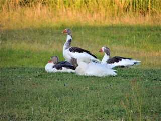Fototapeta na wymiar Familia de gansos descansando en la pradera.