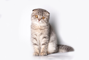 Scottish fold kitten, silver scottish cat.
