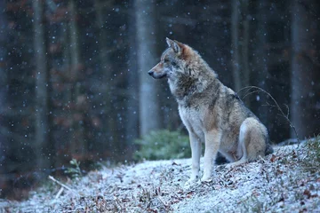 Foto op Canvas Eurasian wolf in the winter snow fall © photocech
